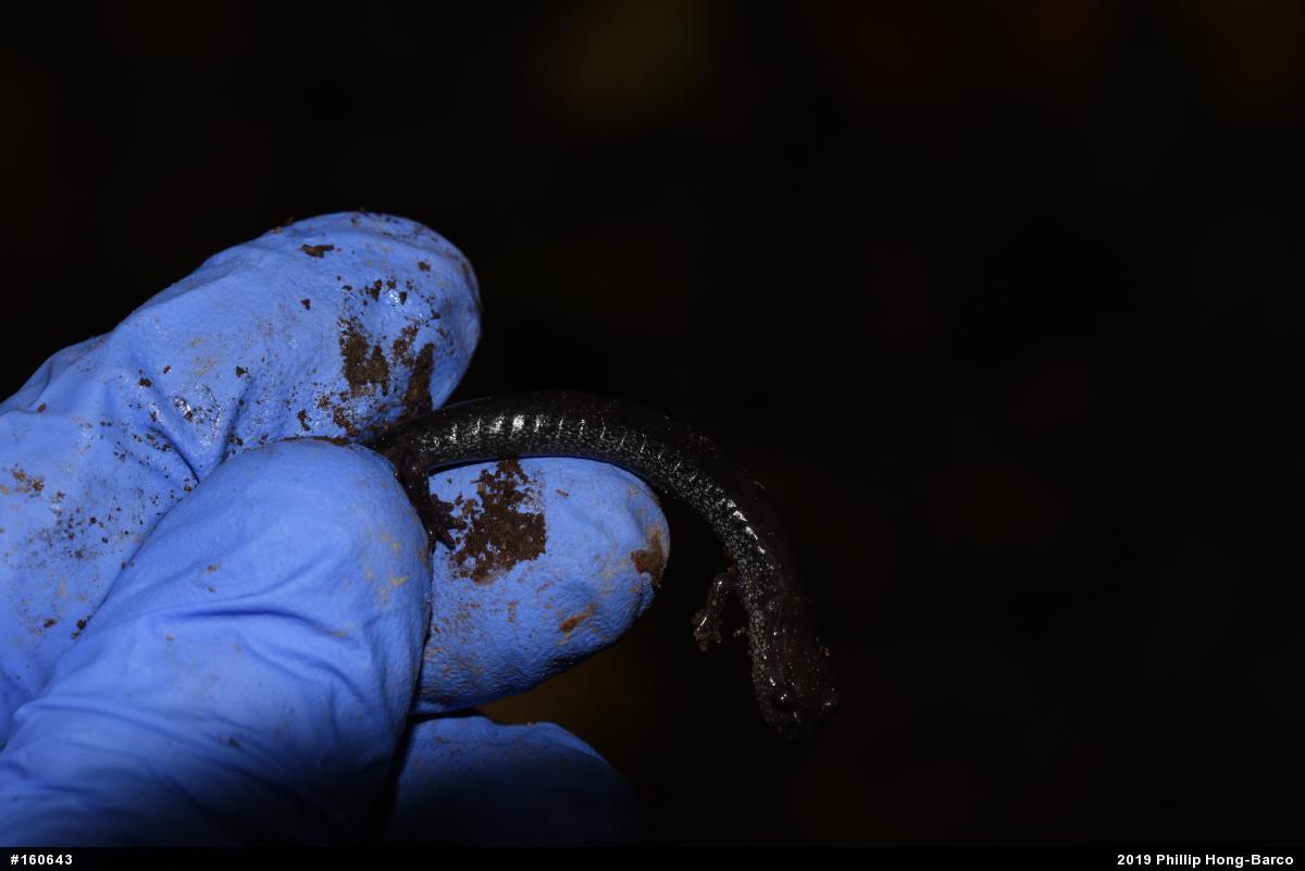 Northern Ravine Salamander