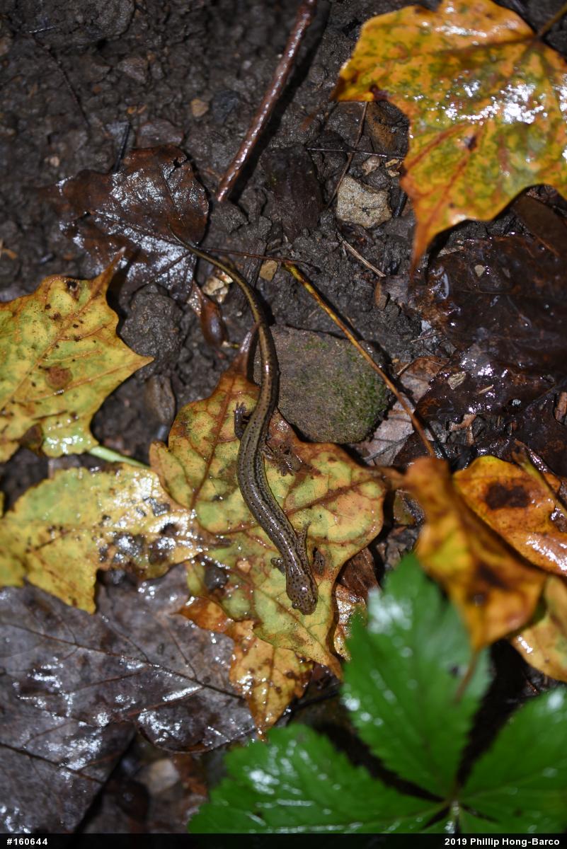 Northern Two-lined Salamander