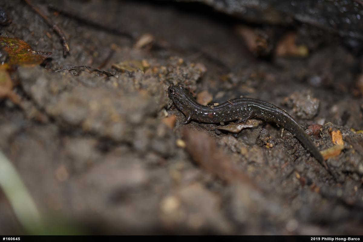 Northern Dusky Salamander