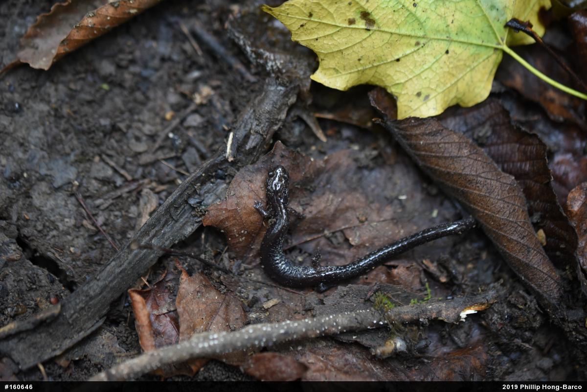 Northern Ravine Salamander