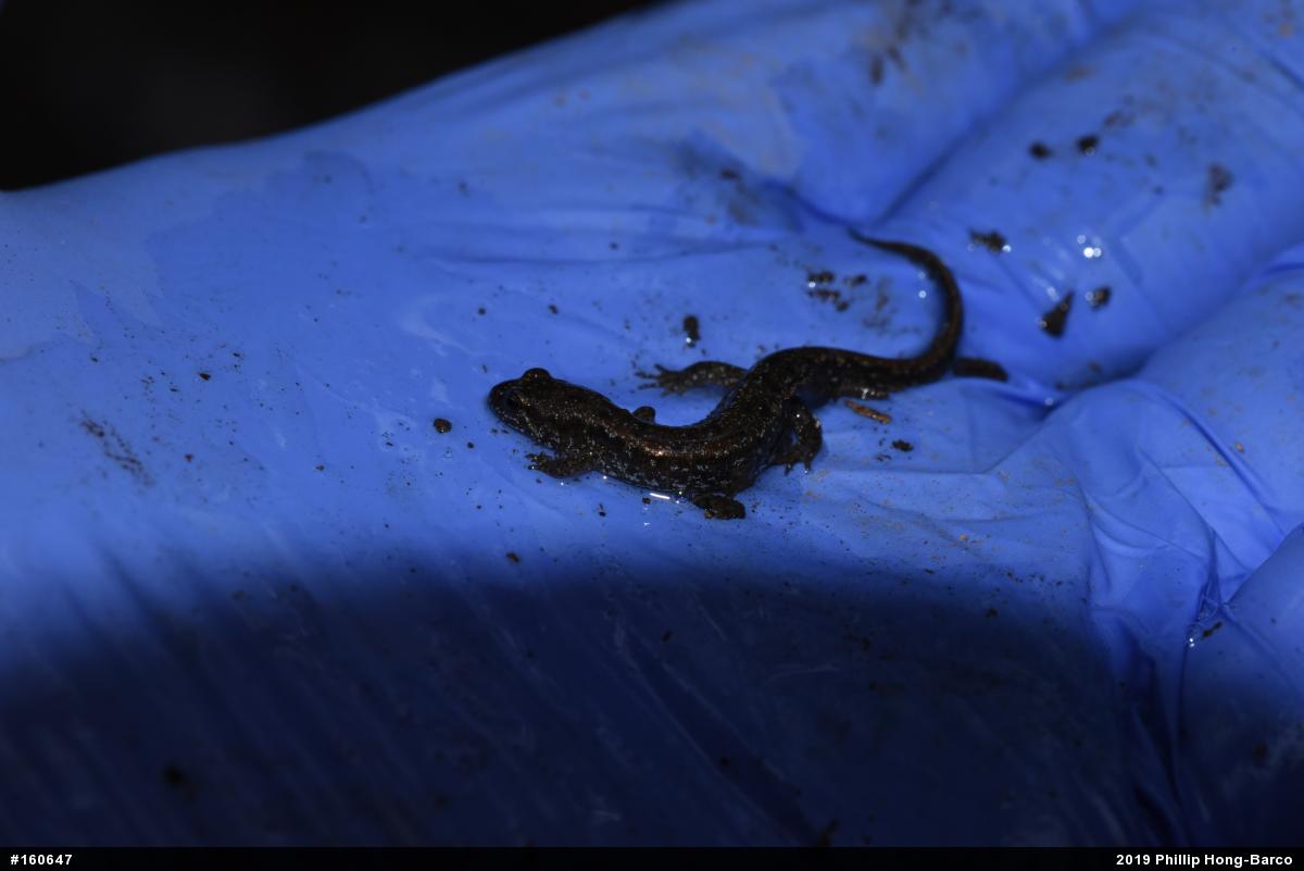 Northern Dusky Salamander