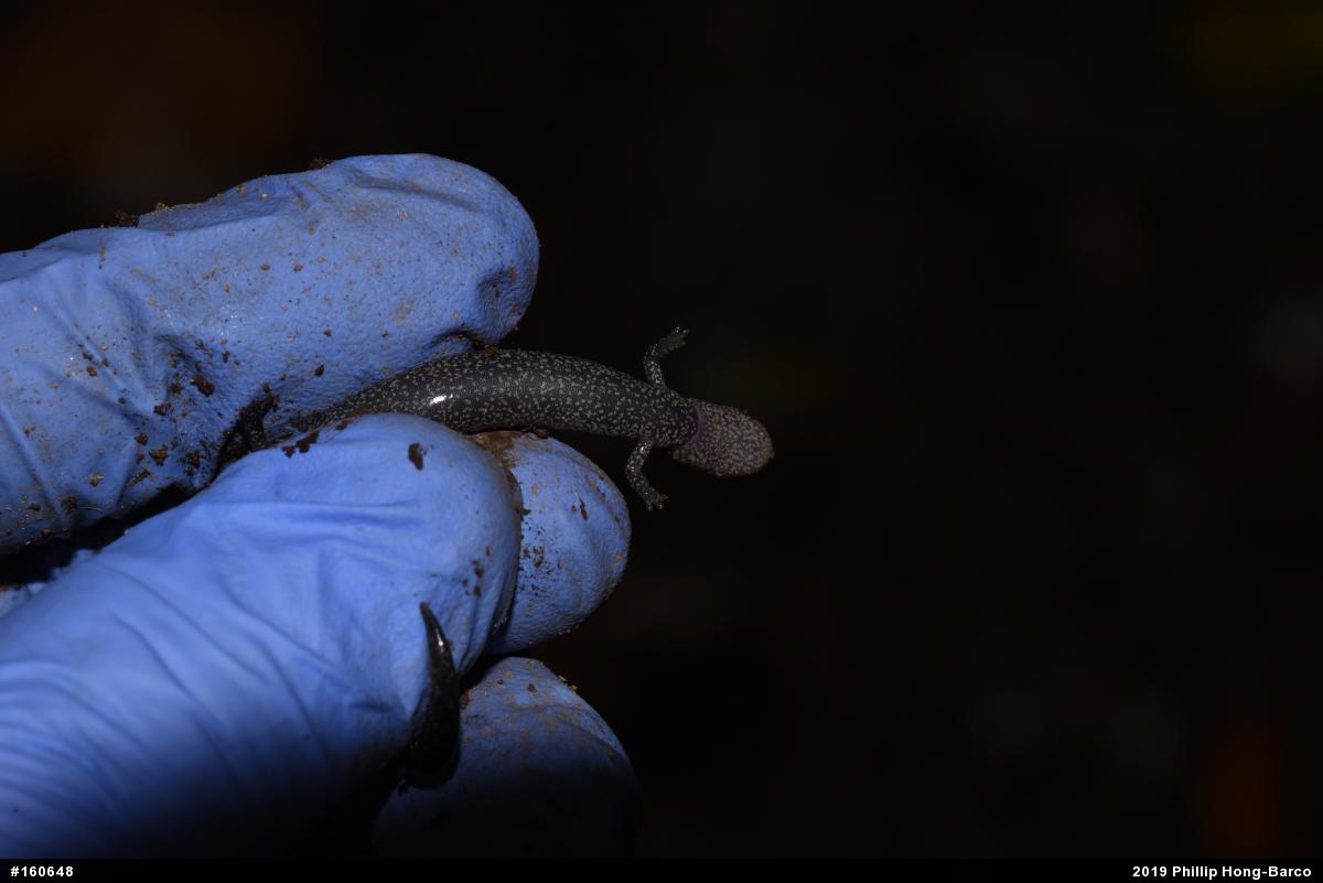 Northern Ravine Salamander