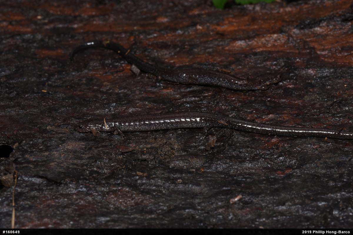 Northern Ravine Salamander