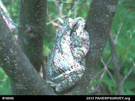 Gray Treefrog
