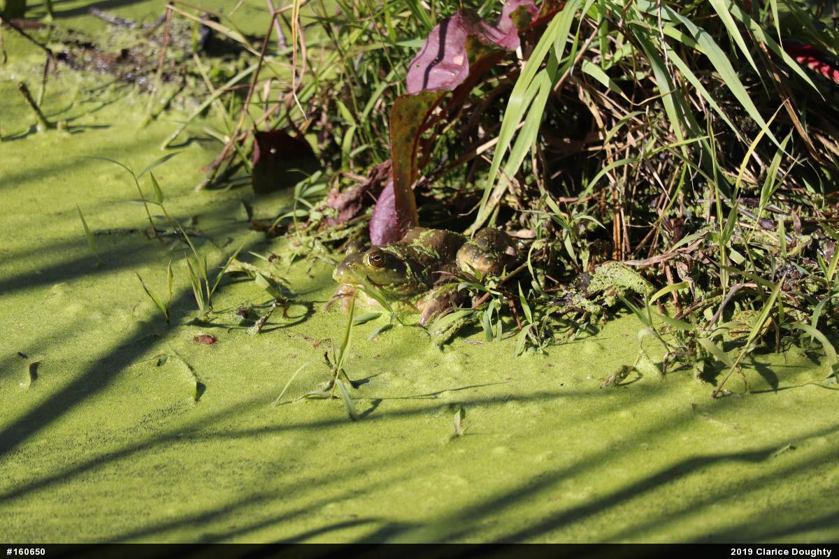 American Bullfrog