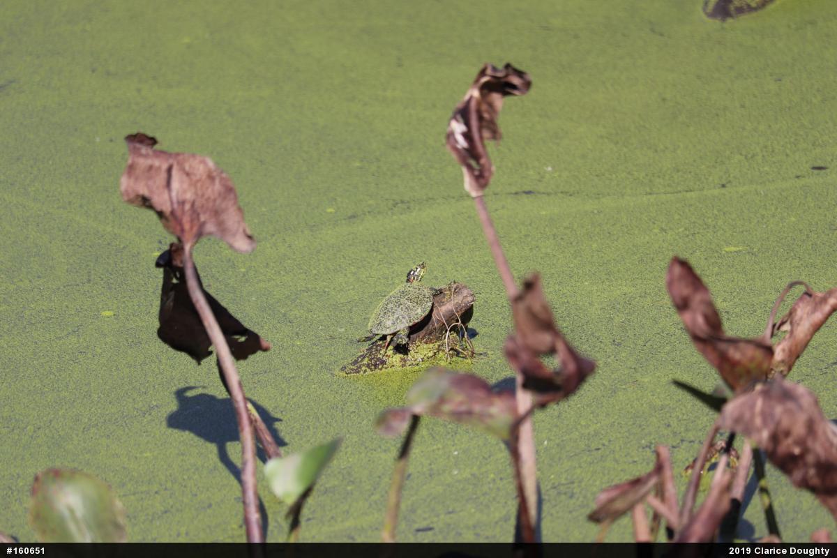 Painted Turtle