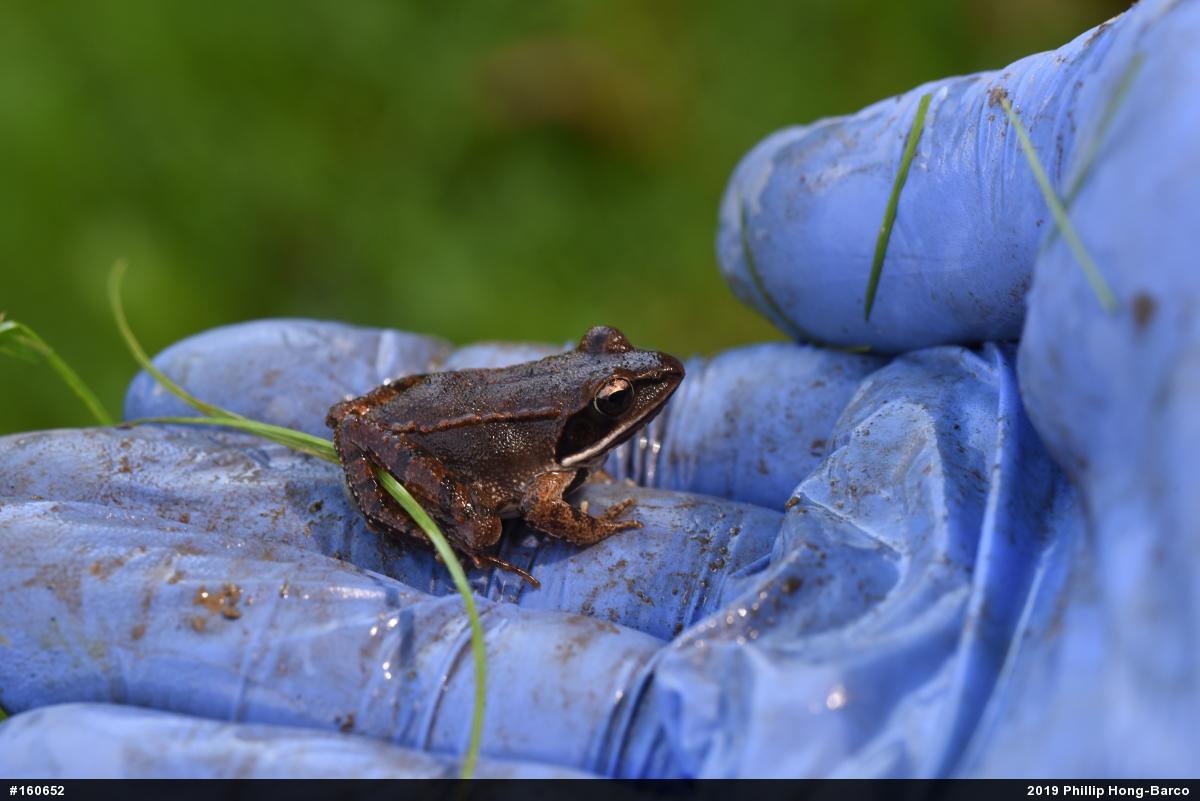Wood Frog