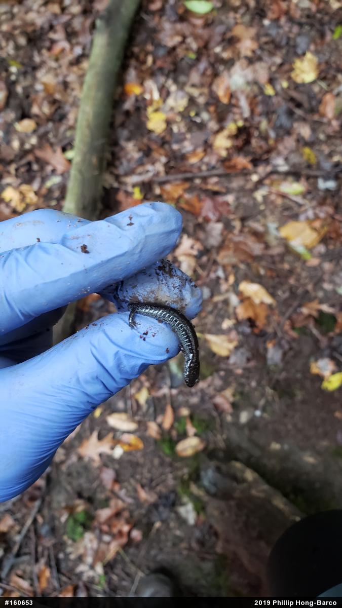 Northern Ravine Salamander