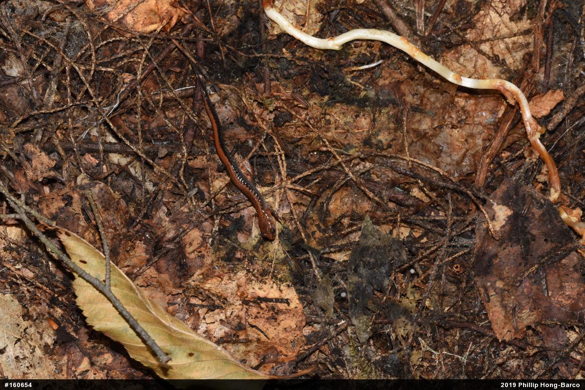 Eastern Red-backed  Salamander