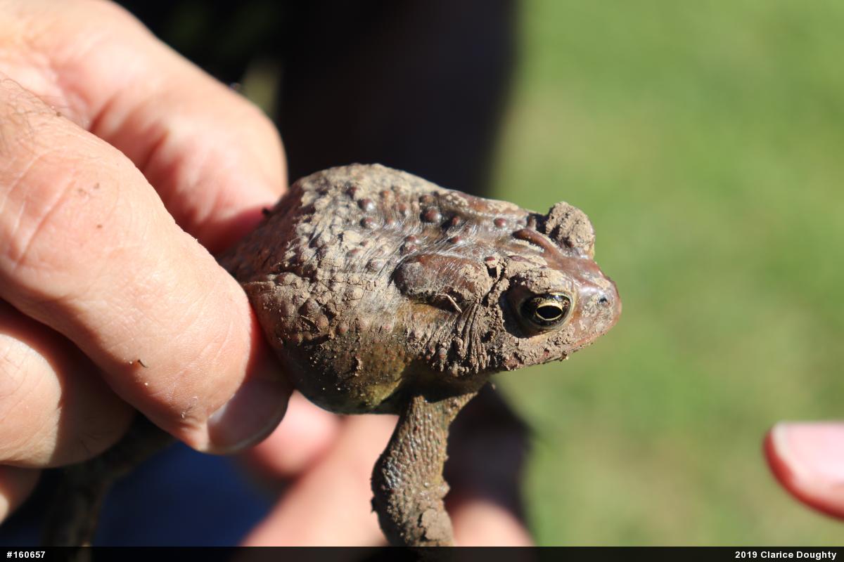 Eastern American Toad