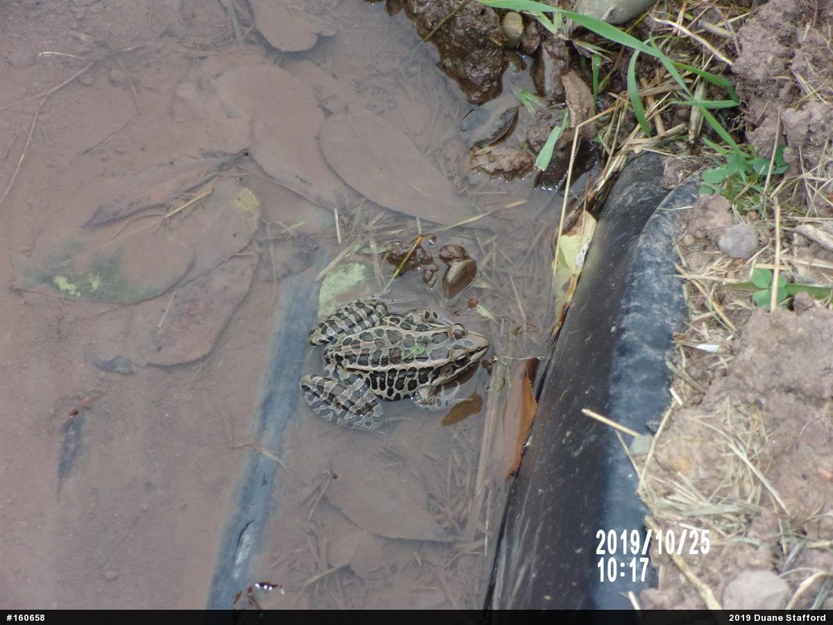 Pickerel Frog