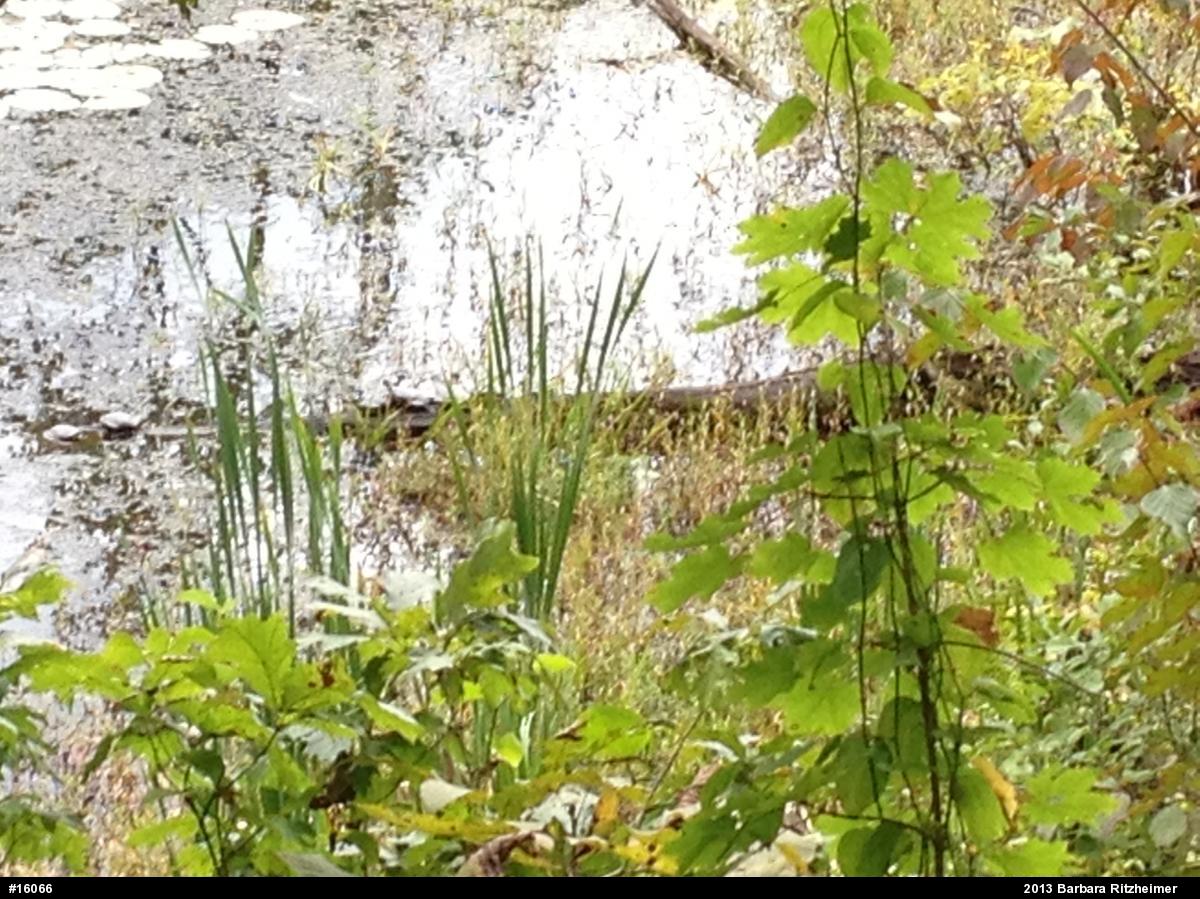 Painted Turtle