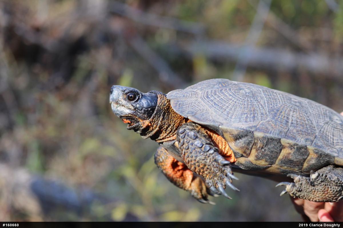 Wood Turtle