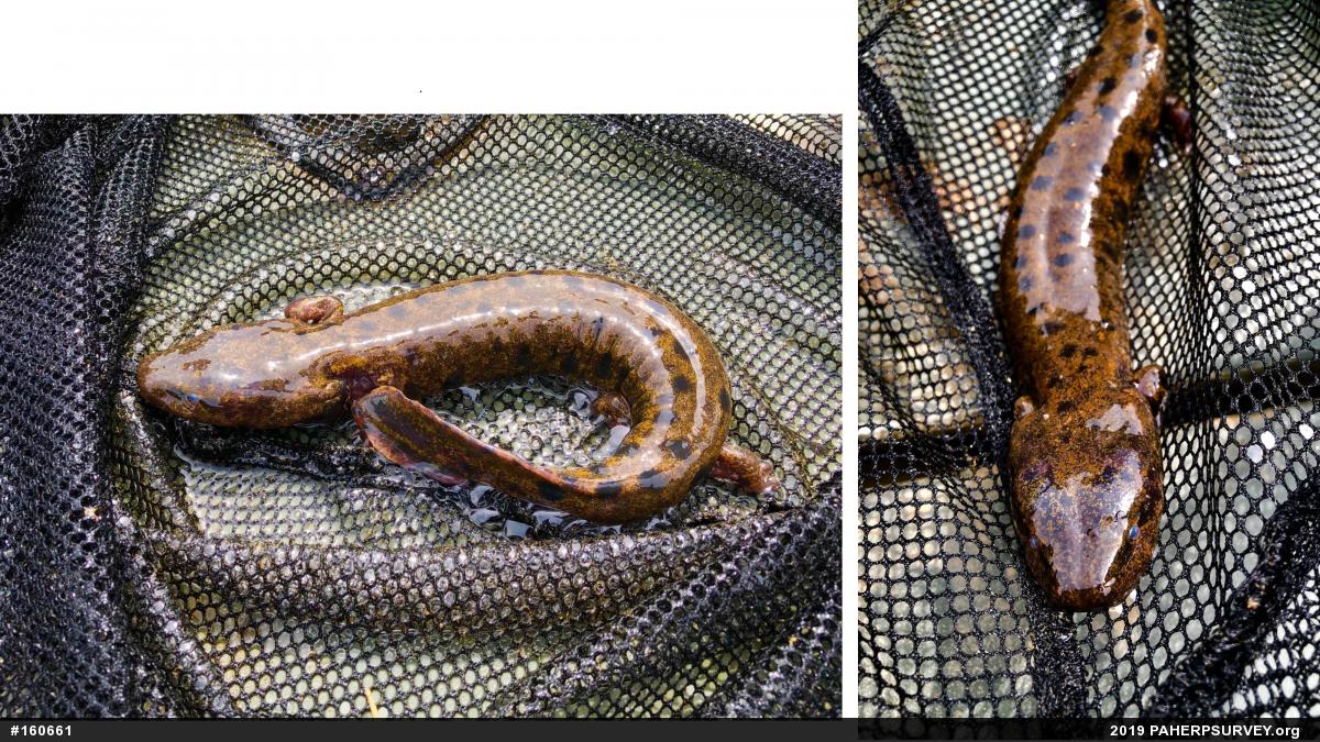 Common Mudpuppy