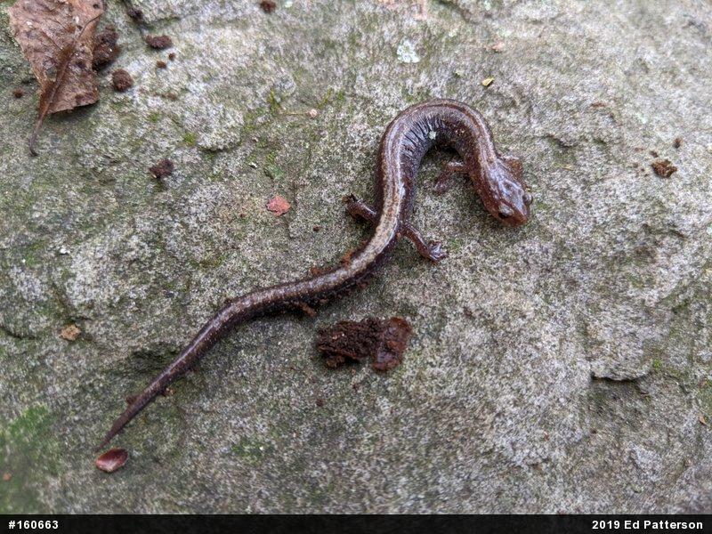 Eastern Red-backed  Salamander