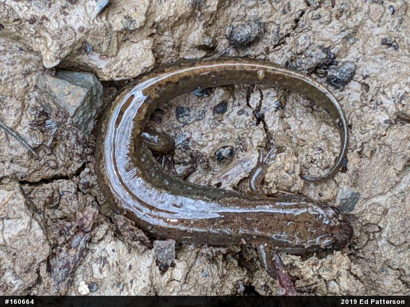 Northern Dusky Salamander