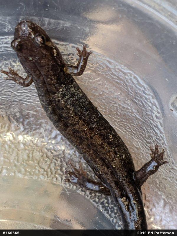 Allegheny Mountain Dusky Salamander