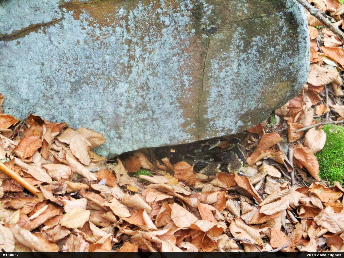 Timber Rattlesnake