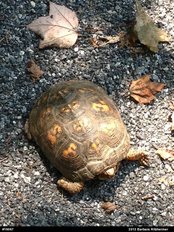 Eastern Box Turtle