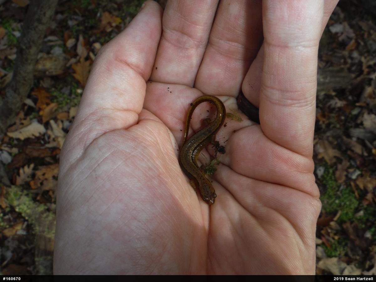 Northern Two-lined Salamander