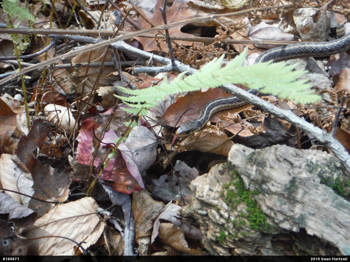 Eastern Gartersnake
