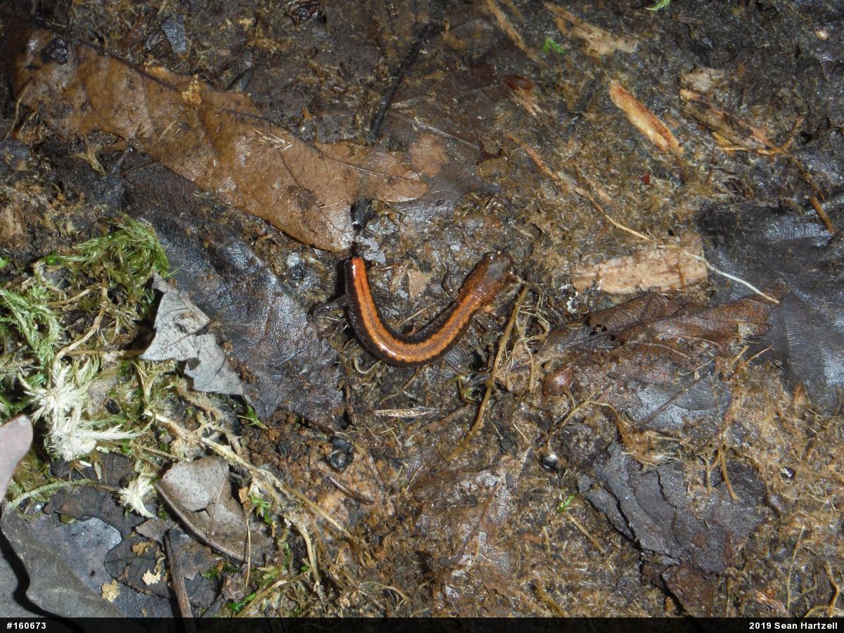 Eastern Red-backed  Salamander