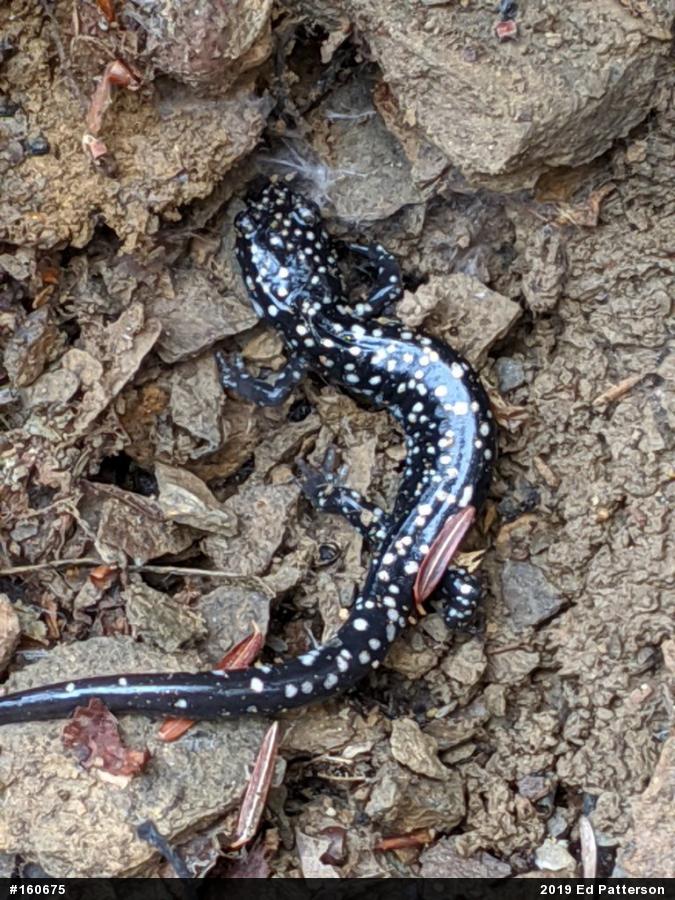 Northern Slimy Salamander