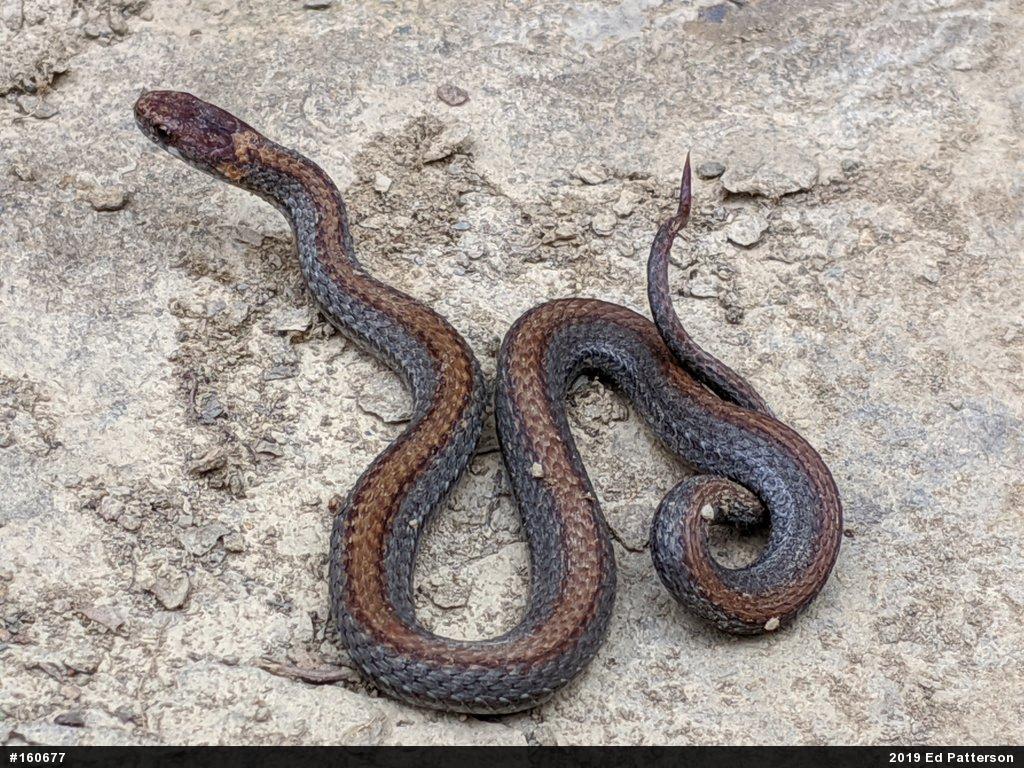 Red-bellied Snake