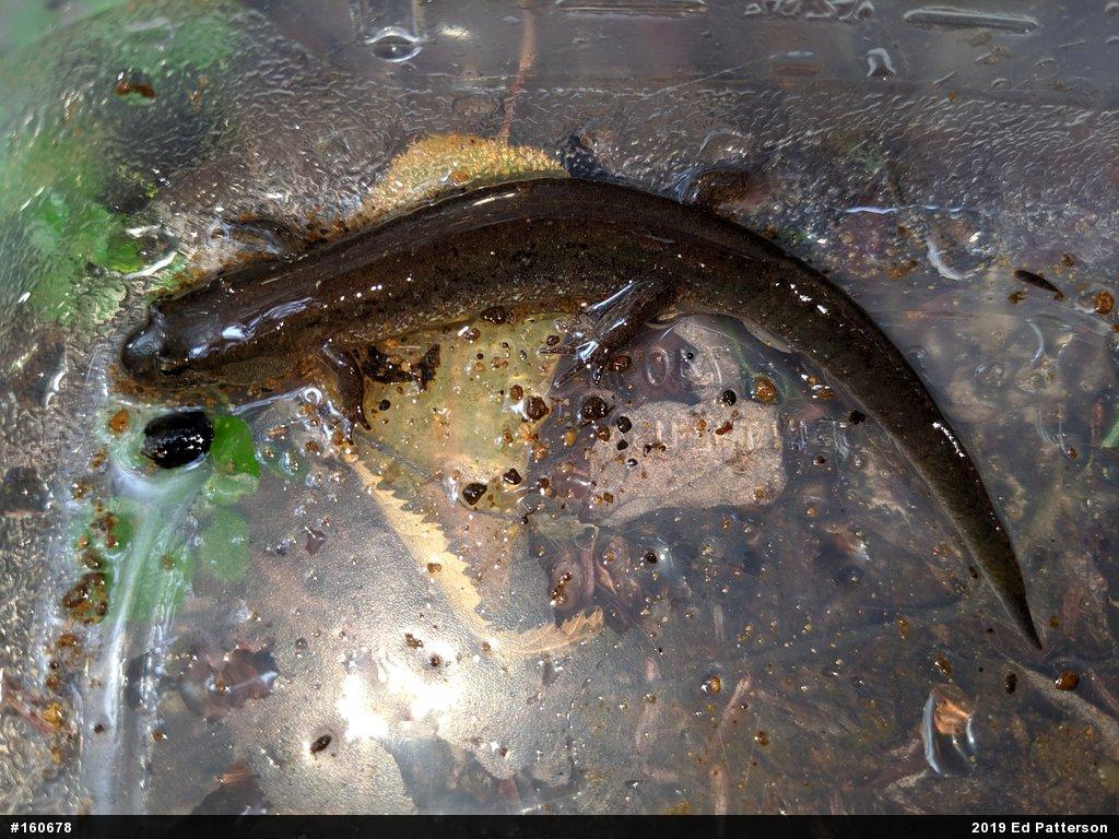 Northern Dusky Salamander