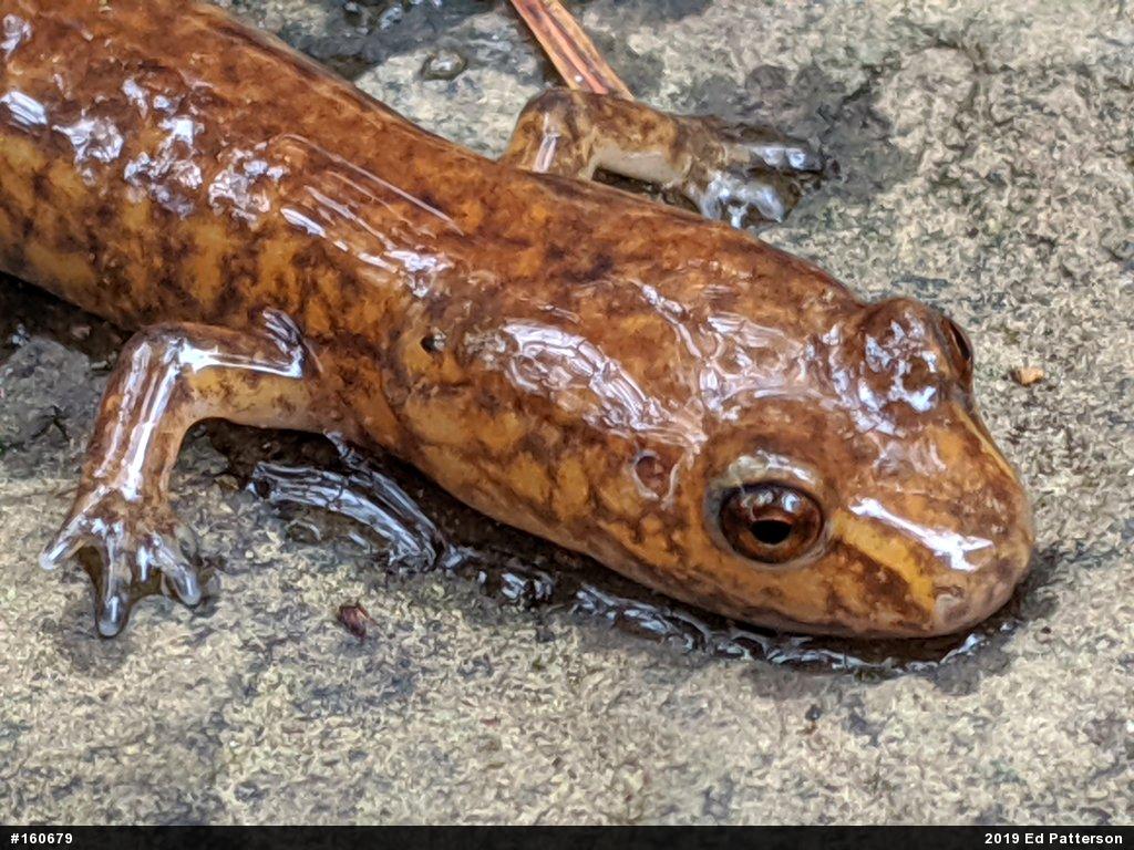 Northern Spring Salamander