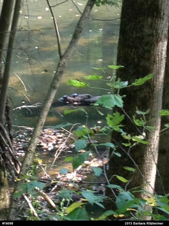 Painted Turtle