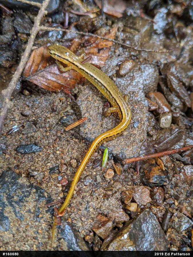 Northern Two-lined Salamander