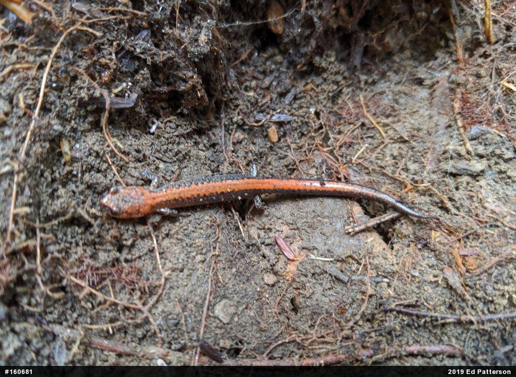 Eastern Red-backed  Salamander