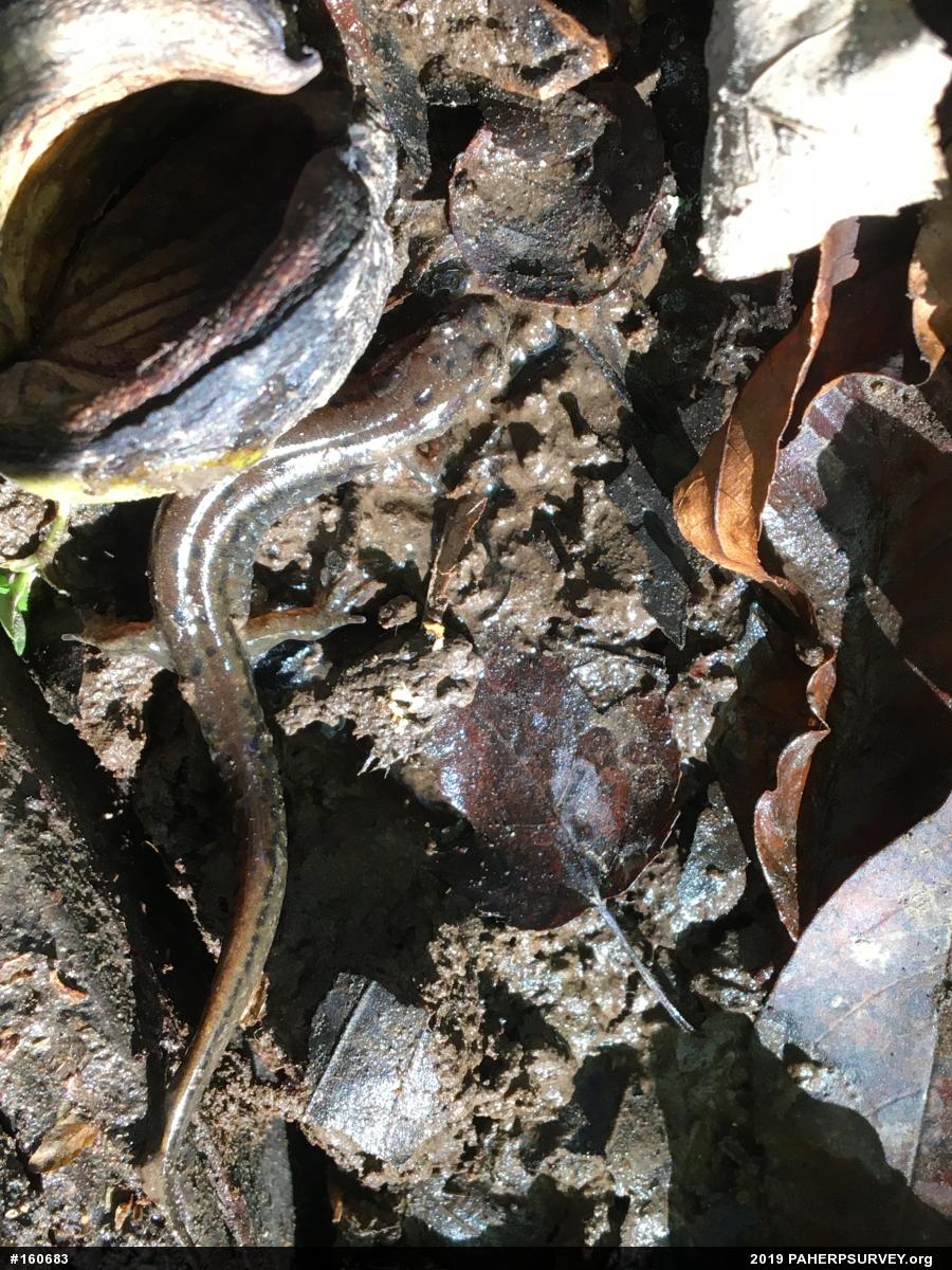 Northern Dusky Salamander