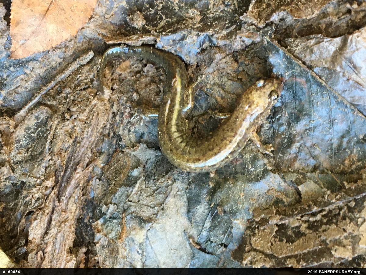 Northern Dusky Salamander
