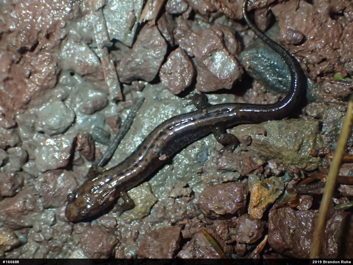 Allegheny Mountain Dusky Salamander