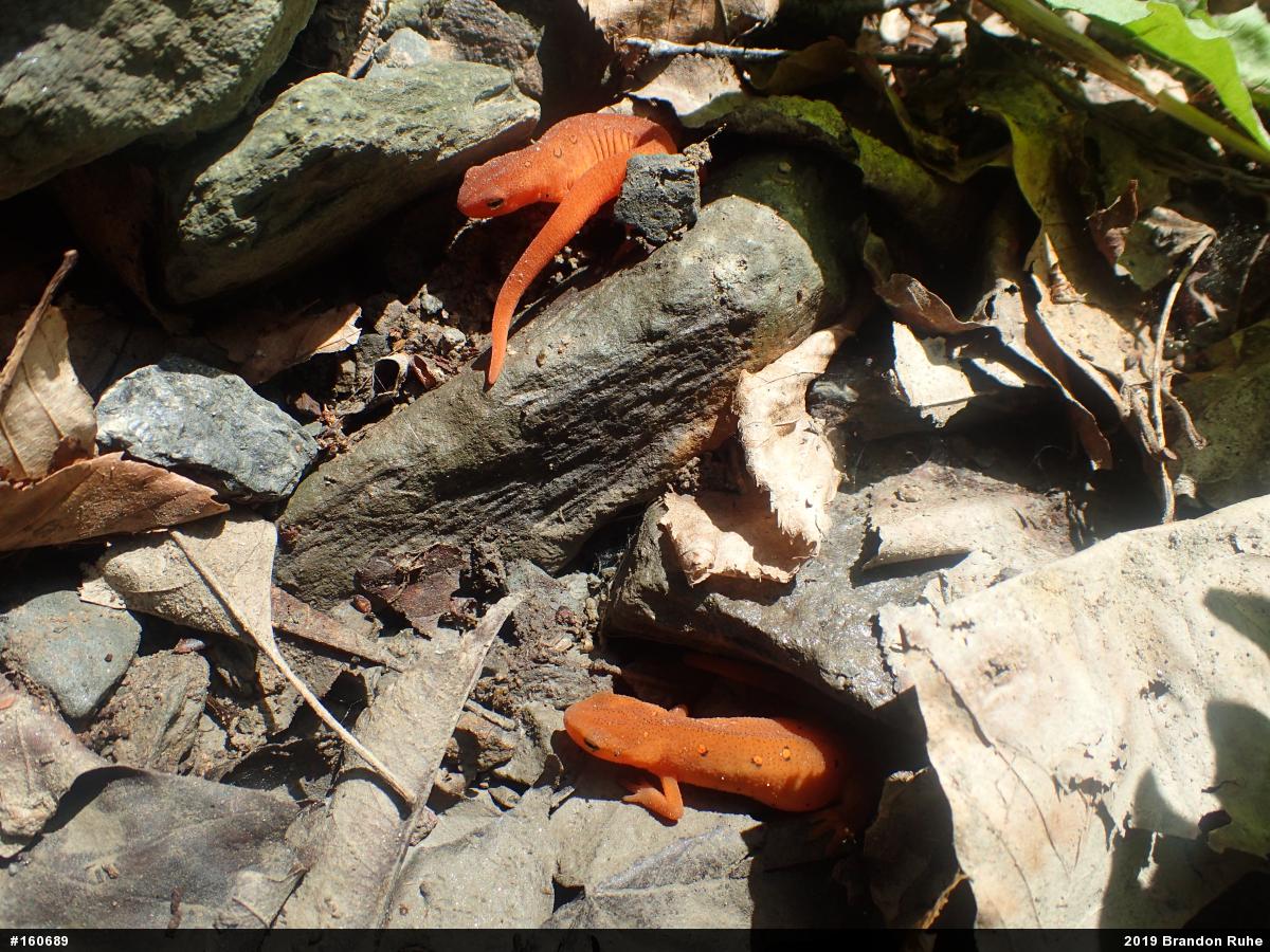 Red-spotted Newt