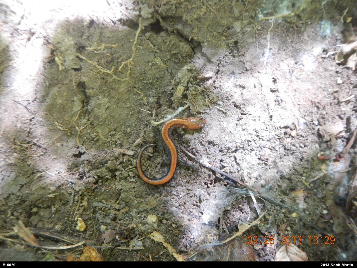 Eastern Red-backed  Salamander