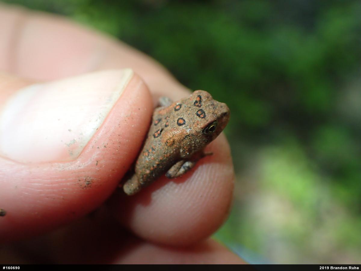 Eastern American Toad