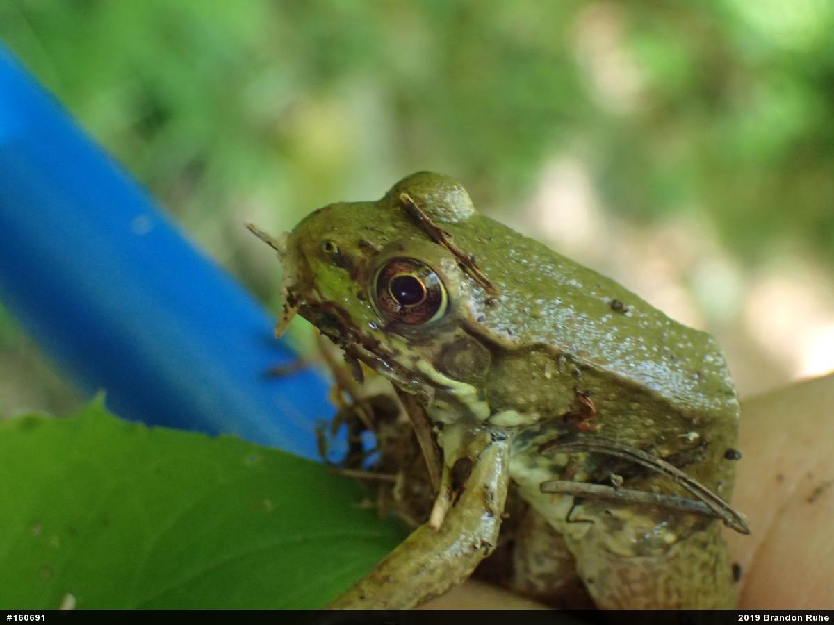 Green Frog