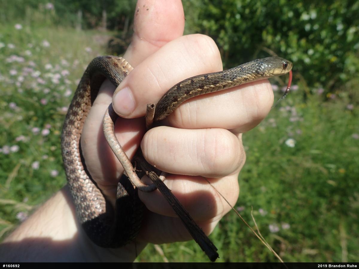 Eastern Gartersnake