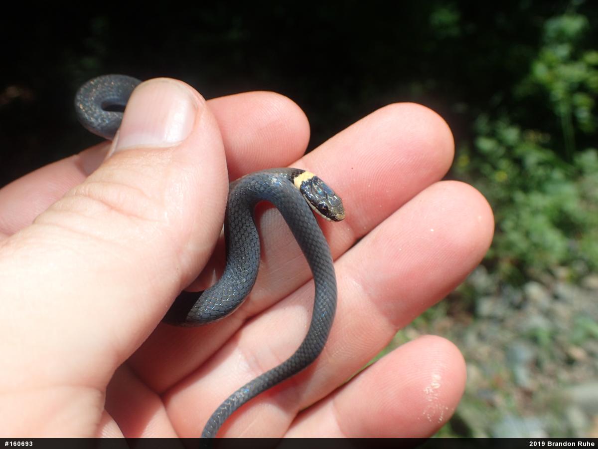 Northern Ring-necked Snake