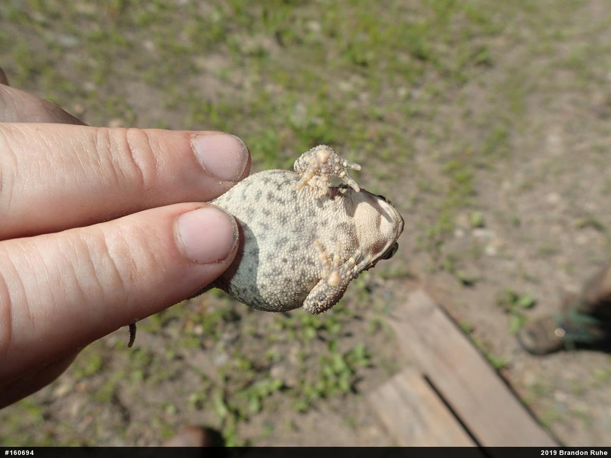 Eastern American Toad
