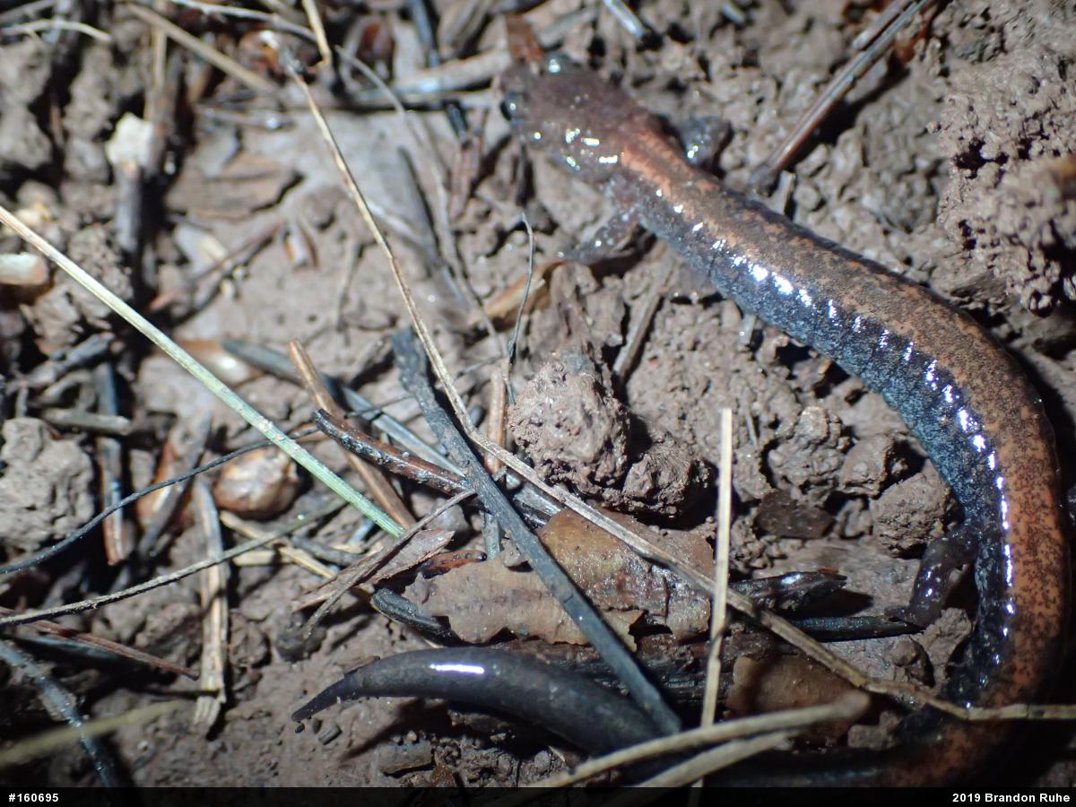 Eastern Red-backed  Salamander