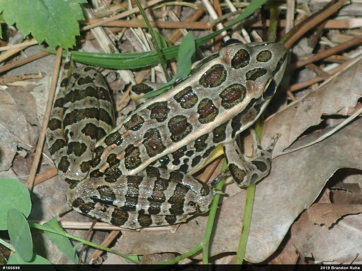 Pickerel Frog