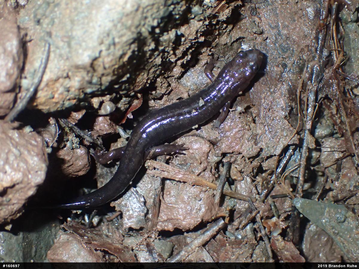 Allegheny Mountain Dusky Salamander