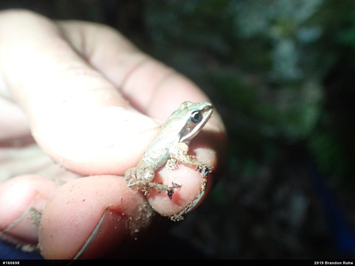 Wood Frog