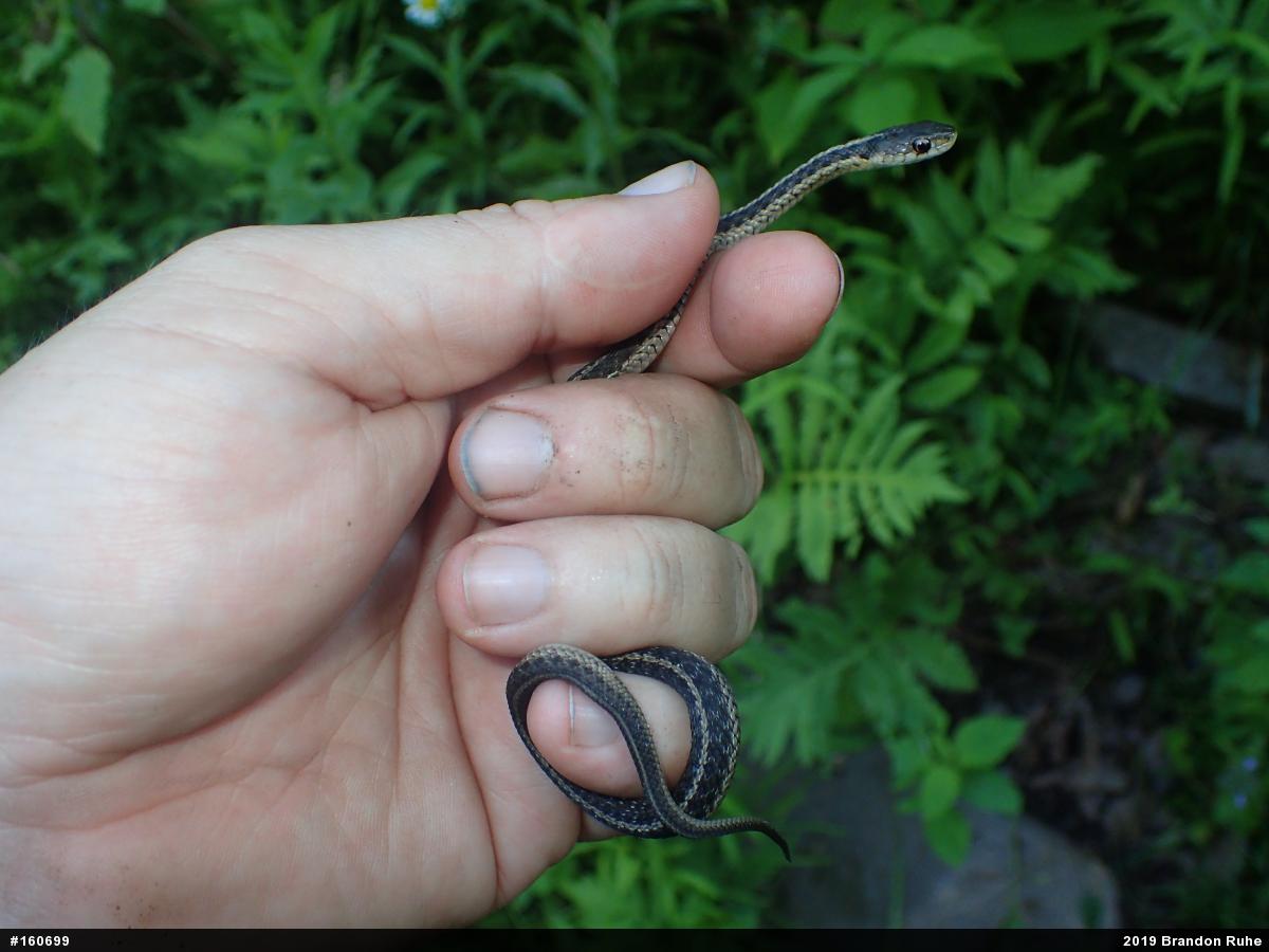 Eastern Gartersnake