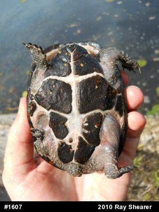 Eastern Musk Turtle
