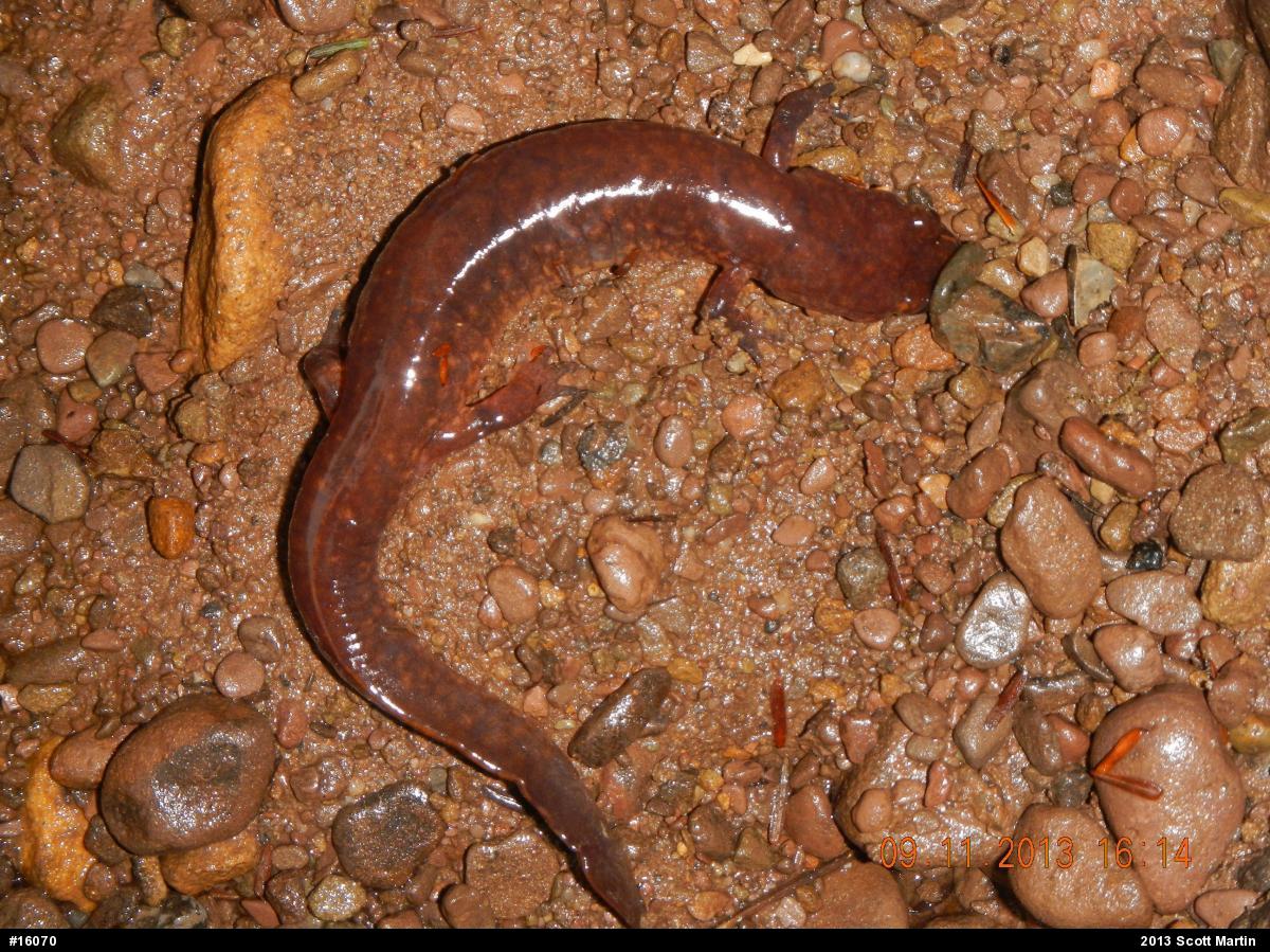 Northern Spring Salamander
